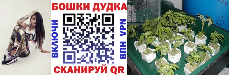 Бошки марихуана THC 21%  Купить  Углегорск 